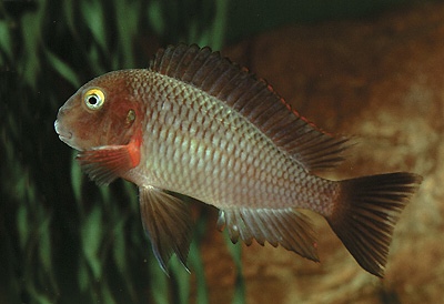 Tropheus moorii 'Cape Chikutula' (Lufubu)